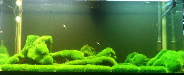 Oct2013 Mini Fissiden