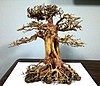 Bonsai Tree A