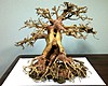 Bonsai Tree B