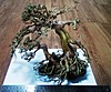 Bonsai Tree C