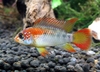 Apistogramma viejita