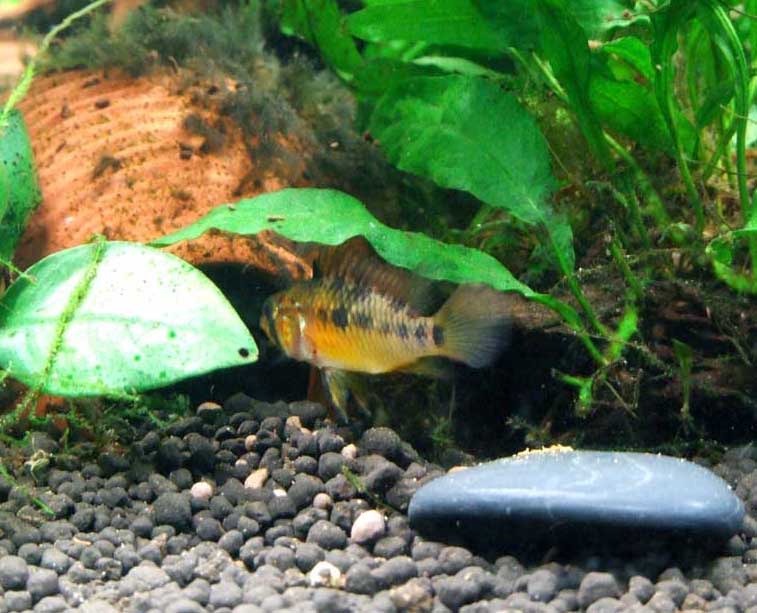 Apistogramma viejita