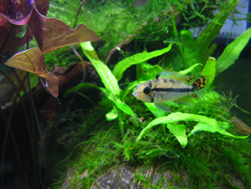 Apistogramma cacatuoides