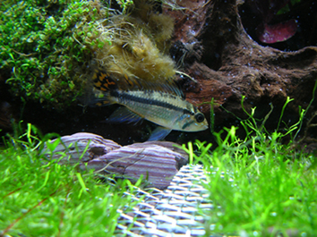 Apistogramma cacatuoides