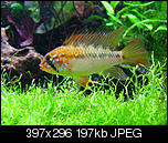 Apistogramma macmasteri