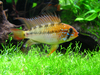 Apistogramma macmasteri