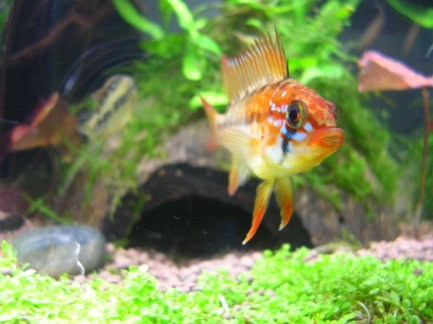 Apistogramma macmasteri