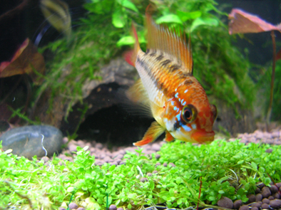 Apistogramma macmasteri