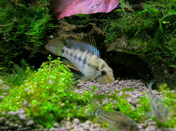 Apistogramma baenschi aka A.sp "Inka"