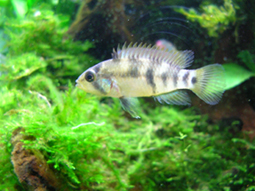 Apistogramma baenschi