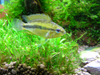 Apistogramma sp. "Rio Mamore"