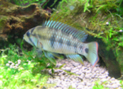 Apistogramma baenschi