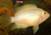 Albino Convict Cichlid