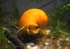 Apple Snail