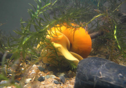 Golden Apple Snail