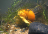 Golden Apple Snail