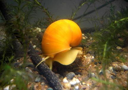 Golden Apple Snail