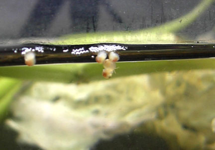 Golden Apple Snail baby