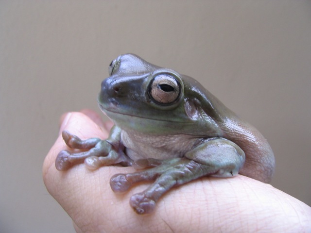 White's Tree Frog