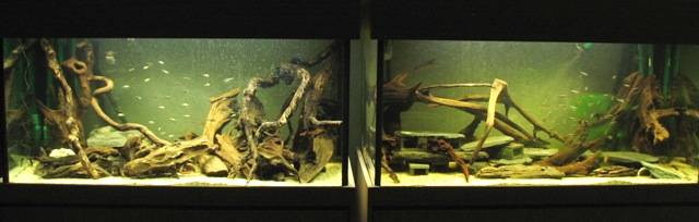 Zebra Breeding tank