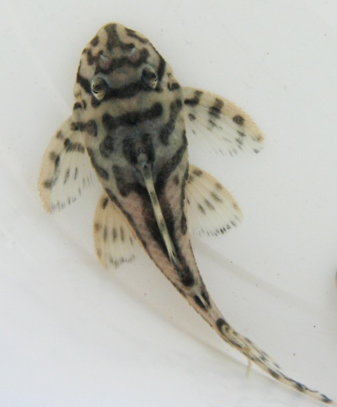 Hypancistrus