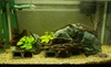 L173 Breeding tank