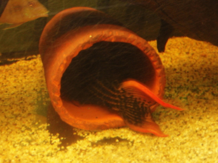 L25