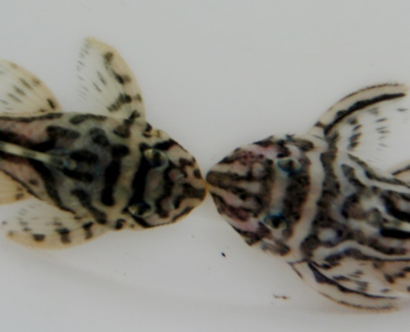 Hypancistrus