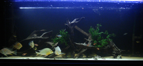 My 6 ft tank