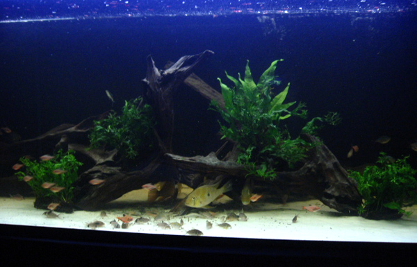 My tank