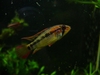 Apistogramma viejita