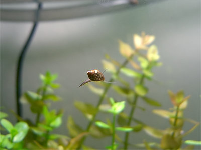 Free-floating snail