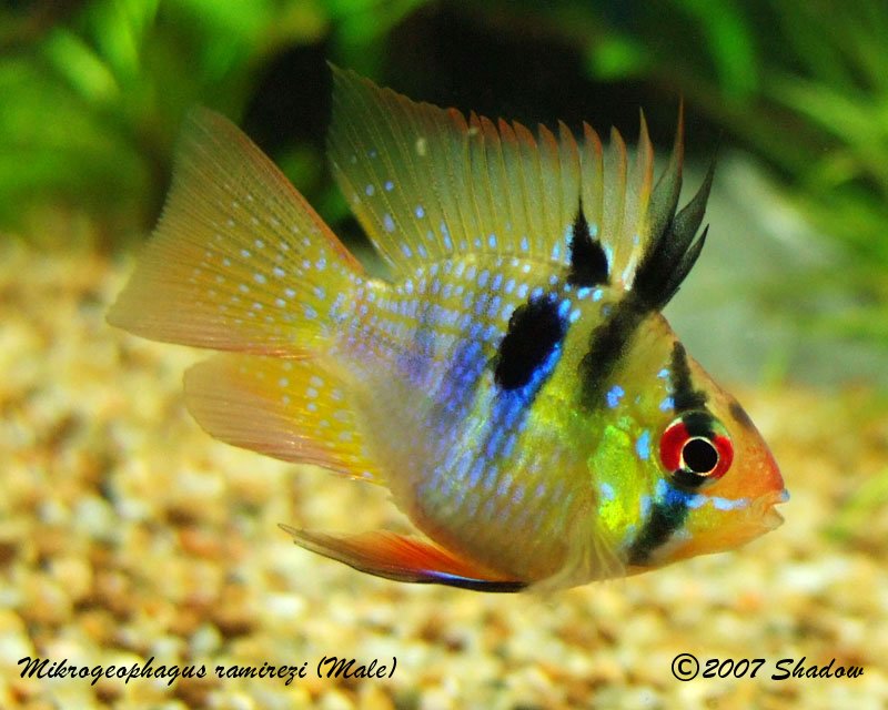 Mikrogeophagus Ramirezi (Male)