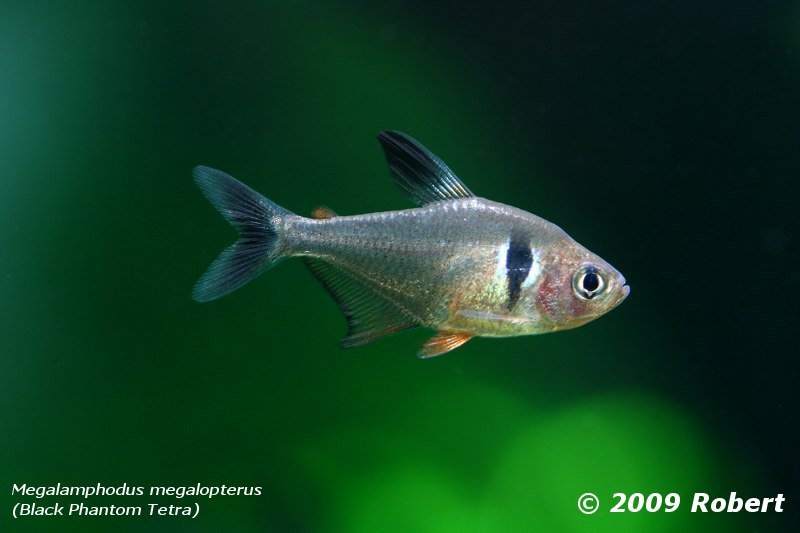 Megalamphodus Megalopterus (black Phantom Tetra)