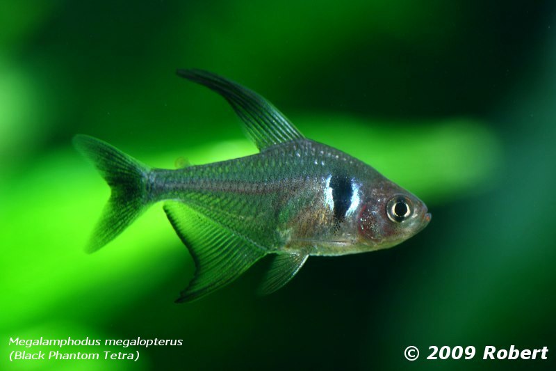 Megalamphodus Megalopterus (black Phantom Tetra)