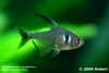 Megalamphodus Megalopterus (black Phantom Tetra)