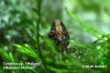 Caridina sp. "Malaya"