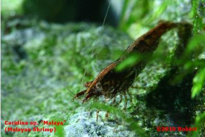 Caridina sp. "Malaya"