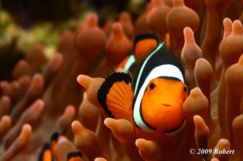 Clown Fish