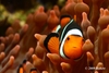 Clown Fish