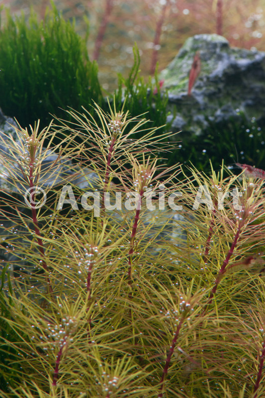 Rotala sp. Vietnam