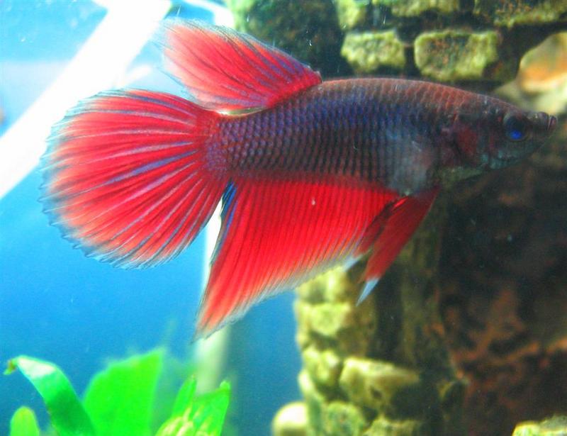 Betta Splenden