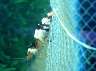 MyBelovedShrimps