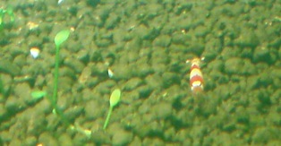 MyBelovedShrimps