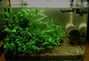 Nano Tank