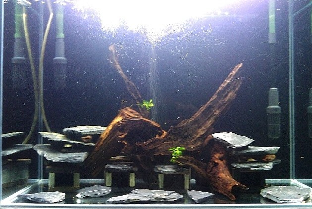 Future Pleco Tank