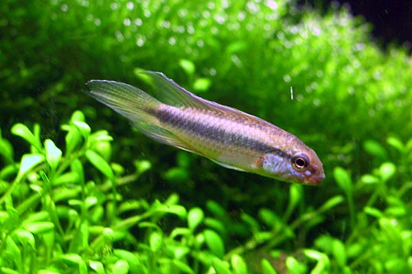 Apistogramma uaupesi ("Rotkeil")