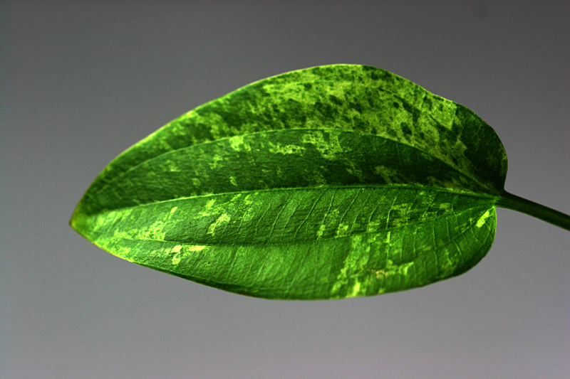 Emersed Leaf Of Echinodorus Cordifolius 'tropica Marble Queen'