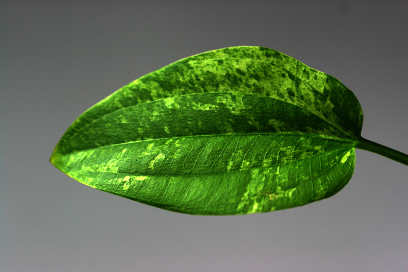 Emersed Leaf Of Echinodorus Cordifolius 'tropica Marble Queen'