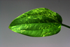 Emersed Leaf Of Echinodorus Cordifolius 'tropica Marble Queen'